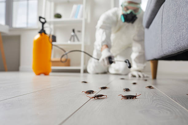 Commercial Kitchen Cockroach Control in North Aurora
